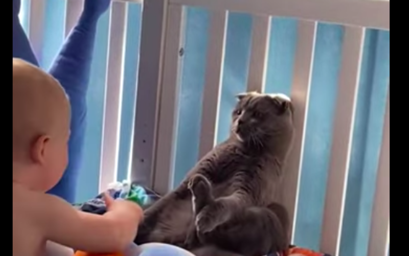 Hilarious Cat Freezes In Place To Avoid Baby Brother 1