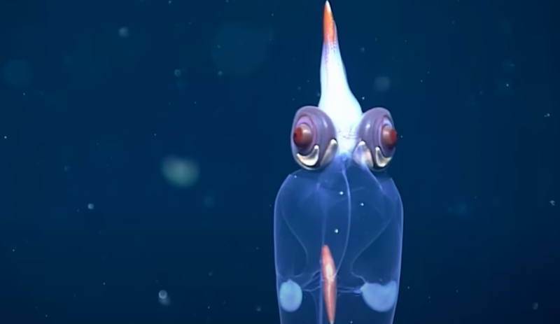 Beautiful Footage Of The Deep Sea Glass Squid 1