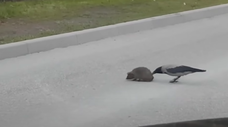 Sweet Crow Nudges Hedgehog To Safety 1