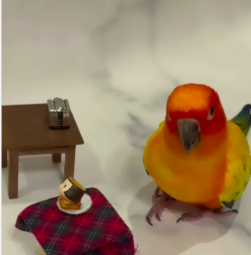 Adorable Parakeet Prepare His Own Miniature Meals 1