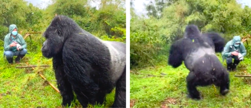 Tense Moment Silverback Gorilla Charged Wildlife Photographer 1