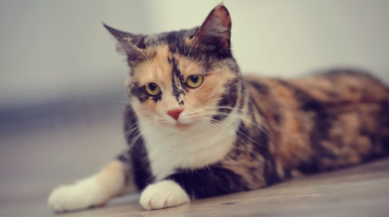 Researchers Reveal Cats Have Almost 300 Facial Expressions 1