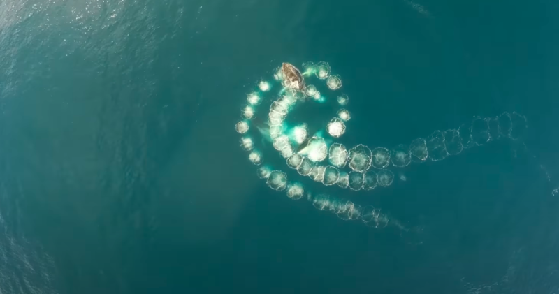 Humpback Whales Creates Beautiful Spirals In The Ocean 1