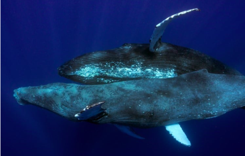 First Sighting Of Two Male Humpback Whales Having Intercourse 1