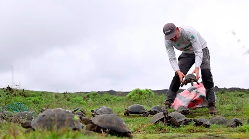 136 Juvenile Galápagos Tortoises Set Free In The Wild 1