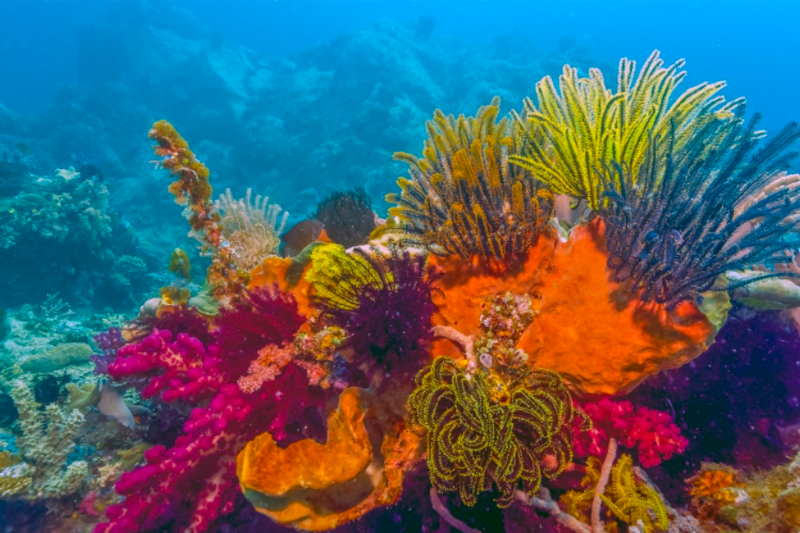 Artificially Restored Coral Reefs Proved To Grow As Fast As Healthy Coral Reef 1