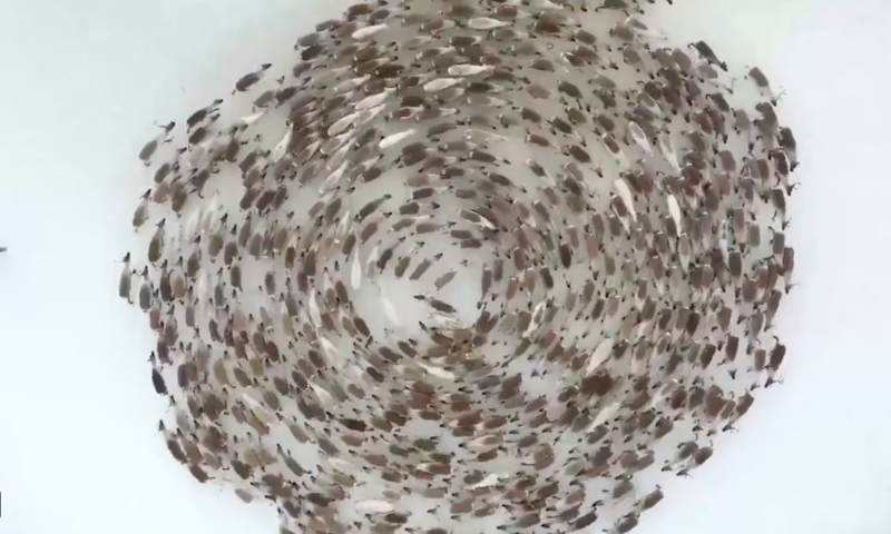 Amazing Of Reindeer Forming a Hypnotic Cyclone When Threatened 1