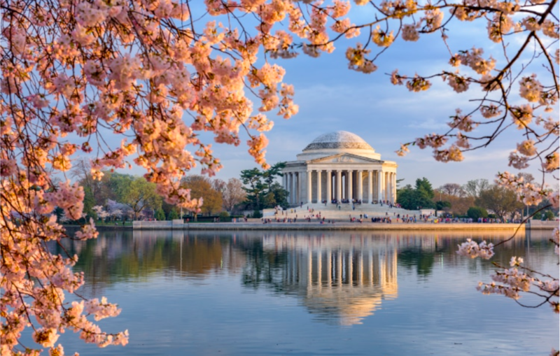 Japan Celebrates 250th Independence Day By Gifting U.S. 250 Cherry Trees 1