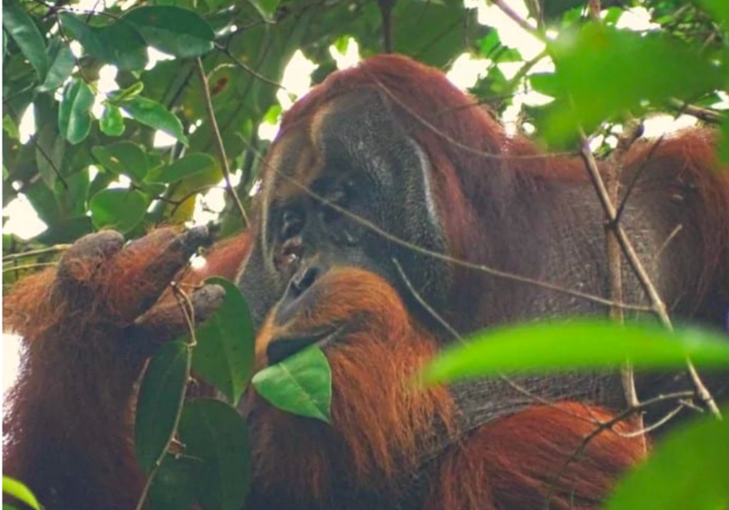 Clever Orangutan Treats Its Own Wound With Medicinal Plant 1