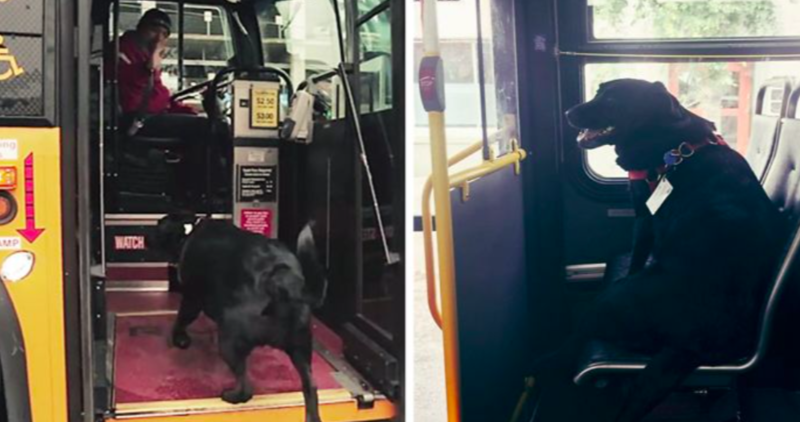 Smart Dog Takes The Bus Alone To Go For Walks In The Park 1