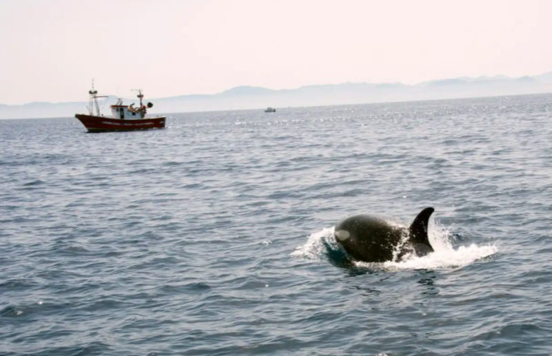 The Real Reason Teen Orcas Still Remain To Ram Into Boats 1