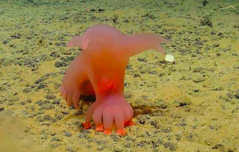 Scientists Discovers New Deep Sea Species Now Being Named The Barbie Pig 1