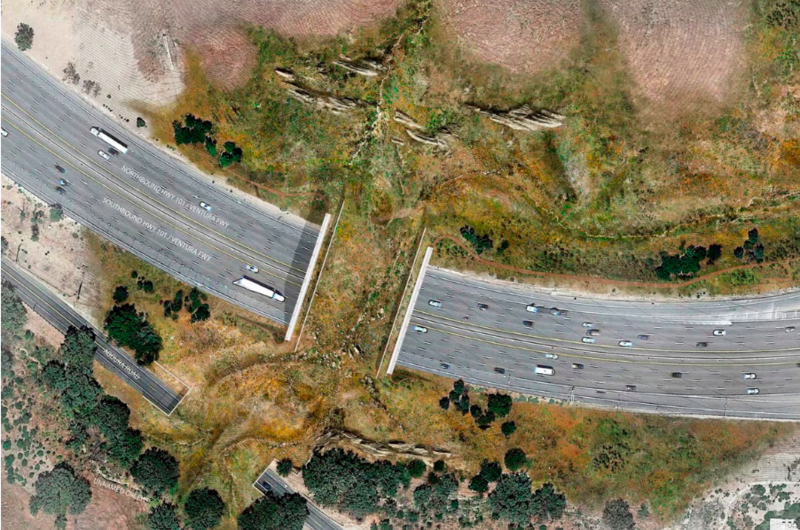 World Largest Animal Cross Over Now Allow All Animals Can Safely Cross California Highway 1