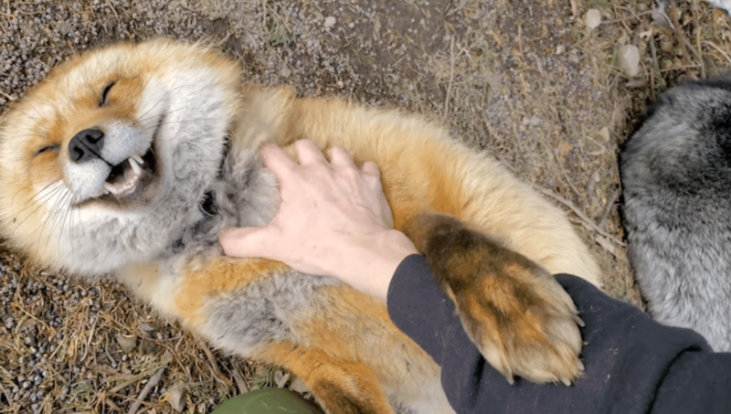 Sweet Red Fox Bursts Into Adorable Laughter When Being Petted 1