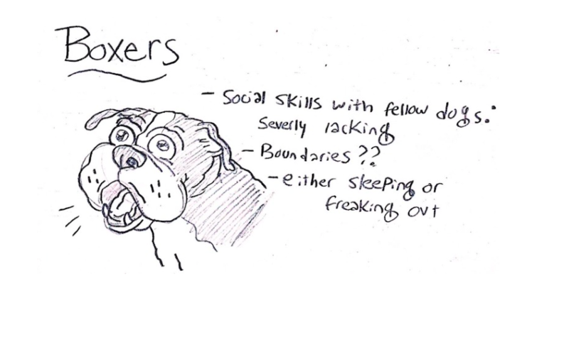 Hilarious Illustrations Of The Different Personalities Of  Various Dogs 1