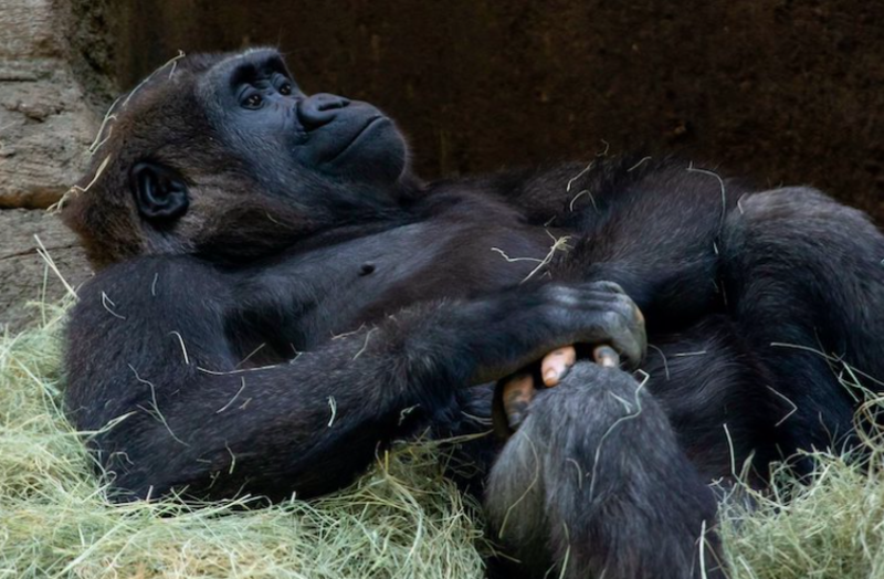 The Fingers Of a Gorilla With Vitiligo Almost Looks Like Pink Human FIngers 1