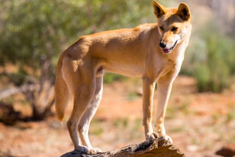 Australian Dingo Kangaroo DNA Reveals The Origins Of Iconic Wild Dogs In The Country 1