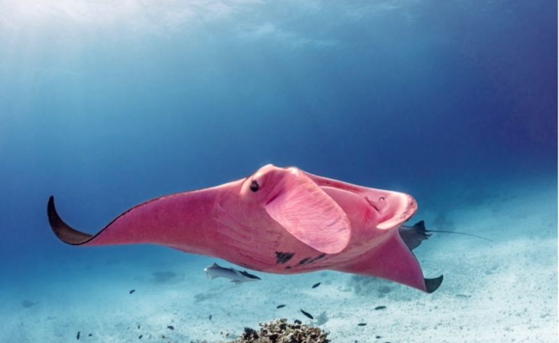 The Only Pink Manta Ray In The World 1