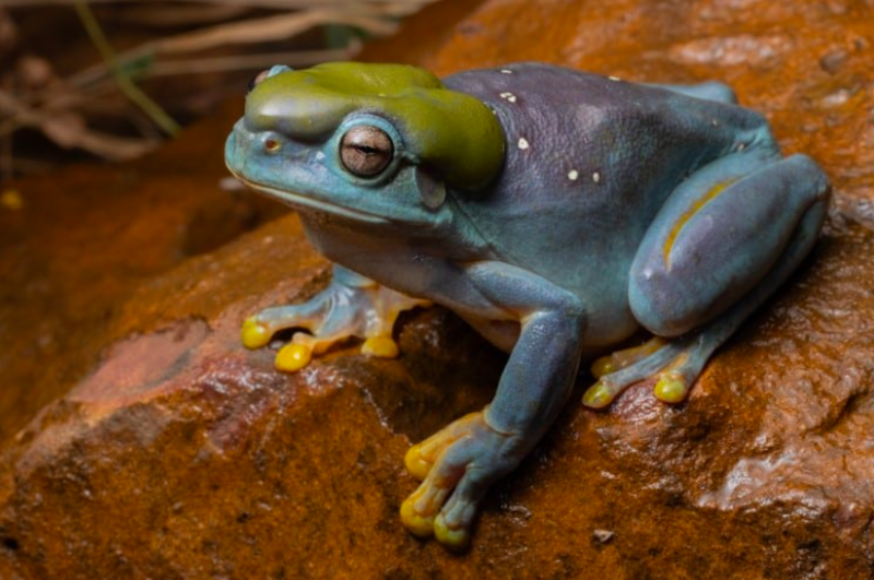 Rare Tree Frog Discovered In Remote Area In Australia Features Beautiful Blue Colour 1