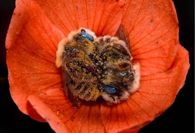 Photographer Captures Adorable Couple Of Bees Cuddling In The Middle Of a Flower 1