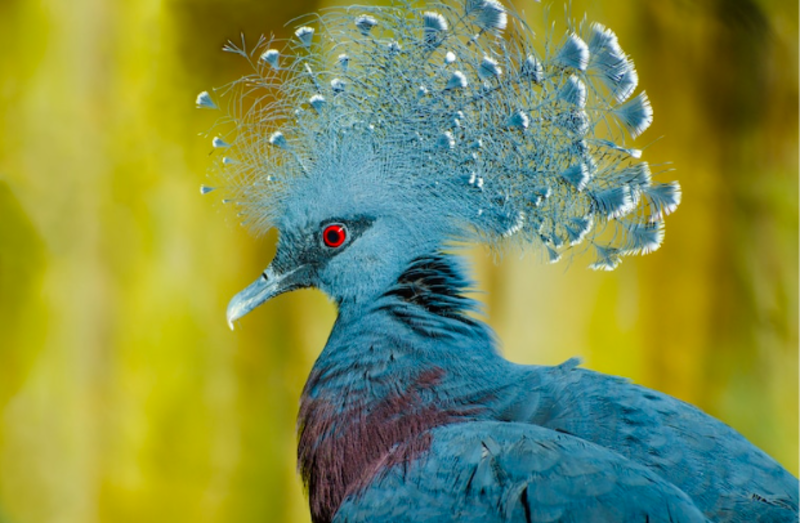 Victoria Crowned Pigeon Branded The Most Beautiful And Largest Pigeon In The World 1