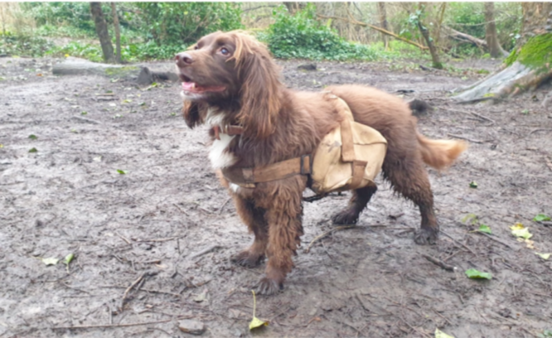 Dogs Helps To Rewild Reserve While Running Around With Little Sacks With Seeds 1