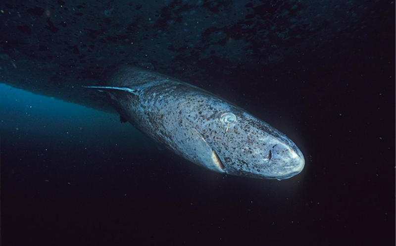 Scientists Delves Into The Secret Of The Greenland Shark Anti Ageing Mystery 1