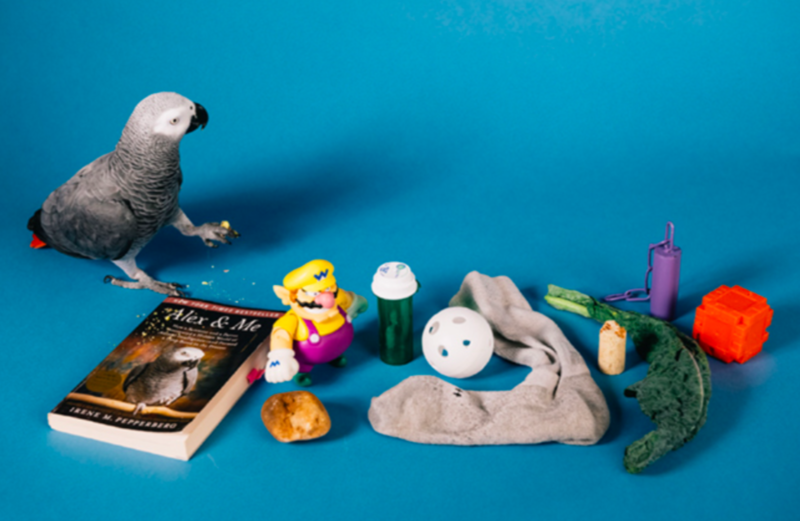 Apollo The Smart Parrot Breaks The Guinness World Record 1