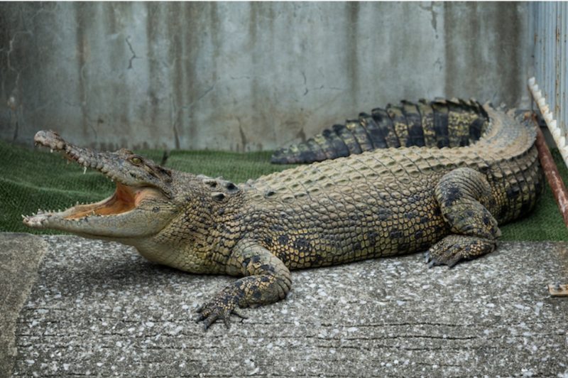 Isolated Crocodile Gets Pregnant And Has Virgin Birth 1