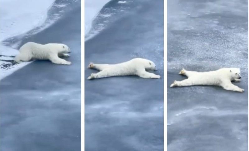 Polar Bear Cleverly Manoeuvres Across Thin Ice Without Breaking It 1