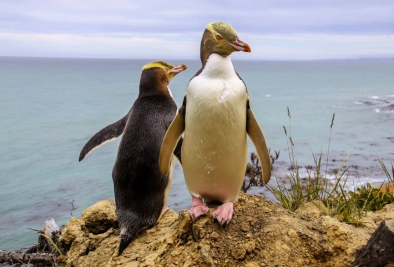 Beautiful Endangered Penguin Names Bird of The Year In New Zealand 1