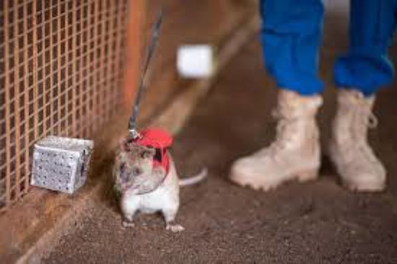 Rats In Tiny Vests Helps Catch Illegally Trafficked Wildlife 1