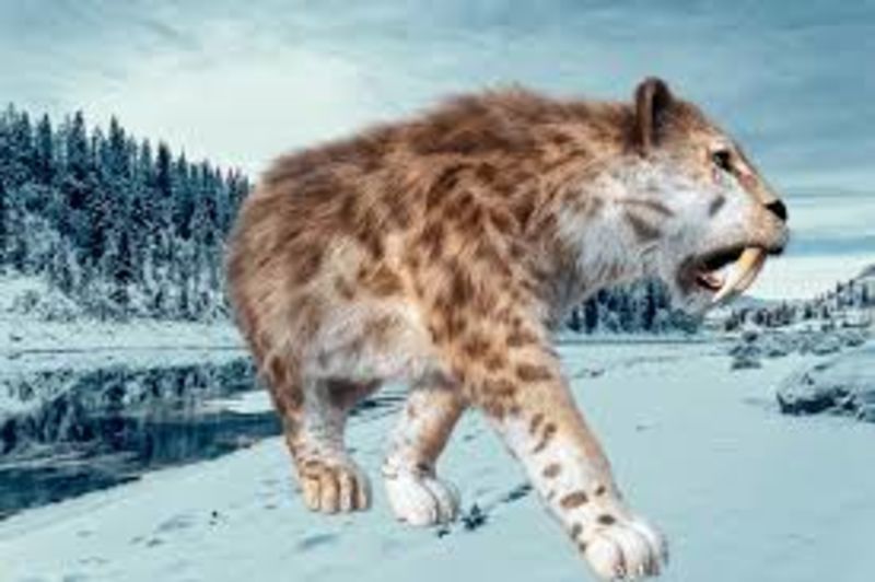Preserved Saber Tooth Discovered With Whiskers After 35 Thousand Years 1