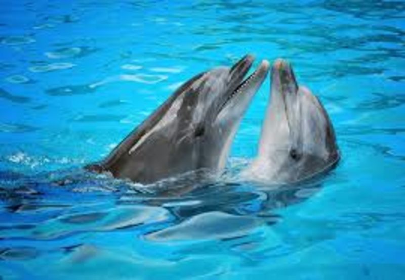 Dolphins Smile To Signal Playfulness According To New Study 1