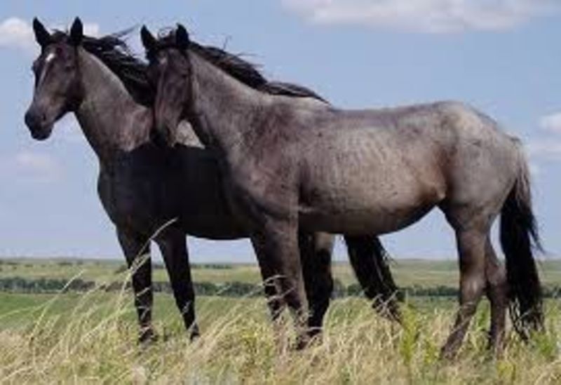 Horses Discovered To Be More Strategic And Intelligent Than What Was Previously Thought 1