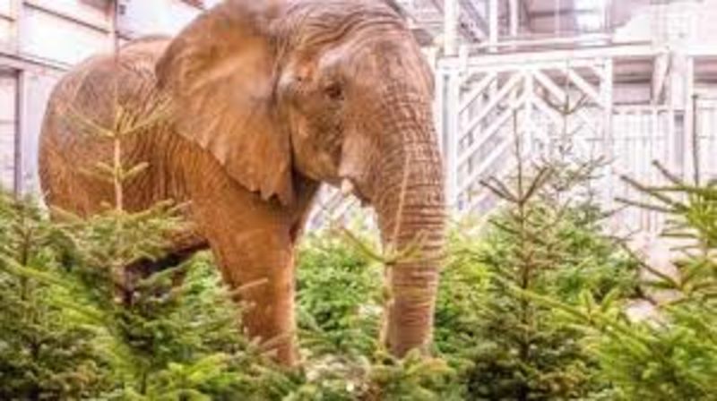 Europe Zoos Focuses On Animal Enrichment By Saving Christmas Trees From Landfills 1