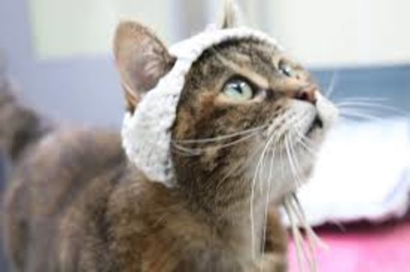 Adorable Tiny Crochets Used To Study Chronic Pain In Cats 1