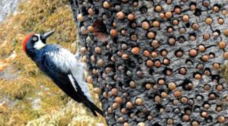 Acorn Woodpeckers Build Tree Storage That Takes Up To 50 Thousand Acorns 1