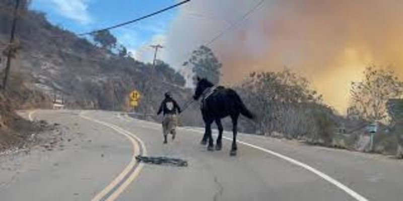 Teen Saves And Leads Frightened Horse To Safety During LA Wildfires 1