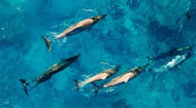 Rare Sighting Of a Super Pod Of 1,500 Dolphins Off The California Coast 1