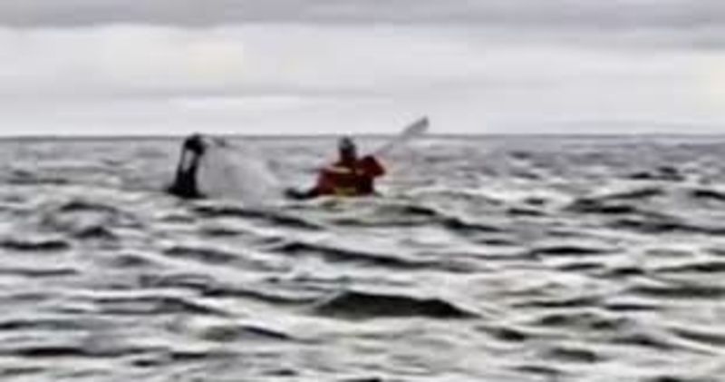 Kayaker Swallowed By a Whale And Spit Out a Moment Later 1