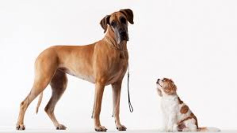 Scientists Finds That The Smartest Dogs Have The Smallest Brains 1