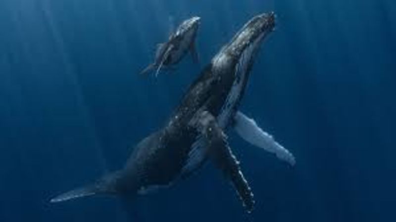Heartwarming Moment Between Whale And Her Calf Wins Underwater Photograph Of the Year 1