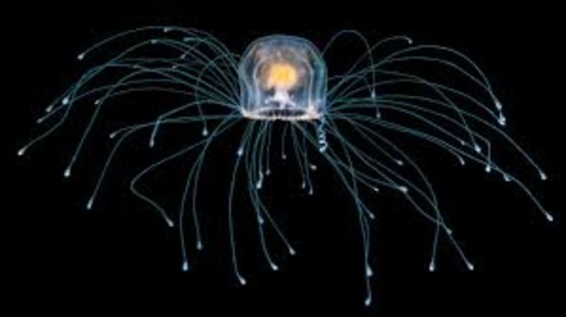Key Gene For Immortality Discovered In Immortal Jellyfish 1