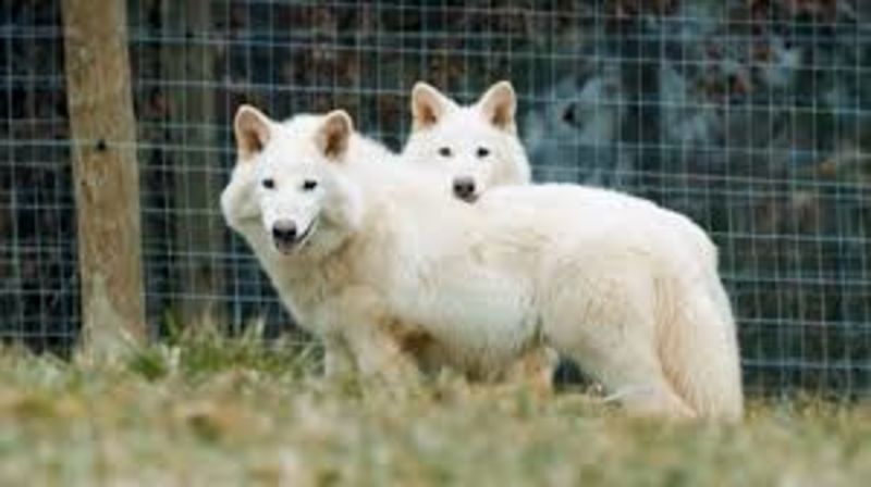 Previously Extinct Dire Wolf Successfully Brought Back By The Use Of Bio Technology 1