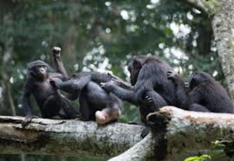 Study Reveals How Female Bonobos Stick Together To Maintain Their Power 1