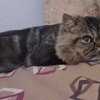 Meet, Jin Jin, The Persian Kitty With A Funny Haircut!!