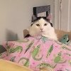 It Is A Cats Life...literally!!
