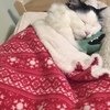 It Is A Cats Life...literally!!