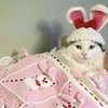 It Is A Cats Life...literally!!